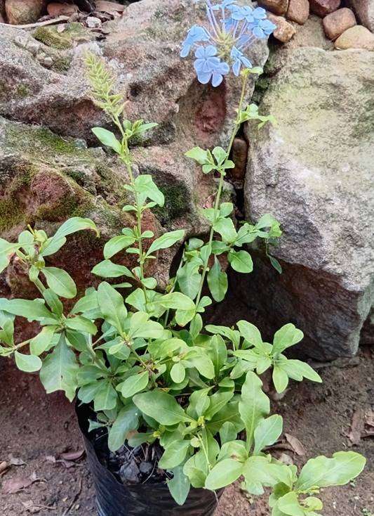 Plumbago auriculata Dark Blue