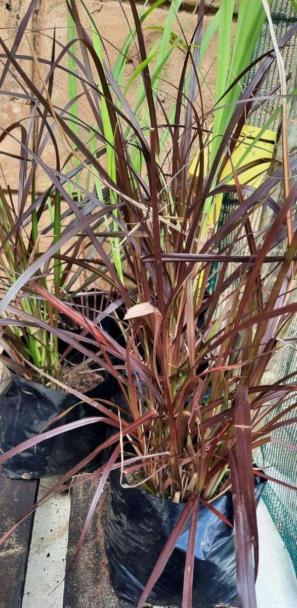 Pennisetum setaceum 'Rubrum' (Purple Fountain Grass)