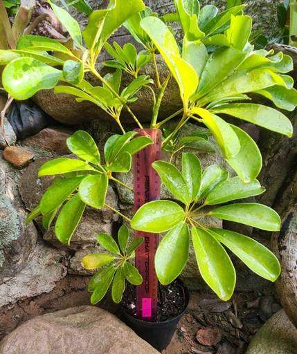Dwarf Umbrella Tree Plant  Golden Variegated Schefflera Large
