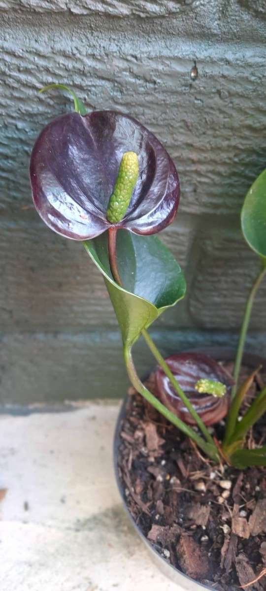 Anthurium andraeanum 'Black Love'