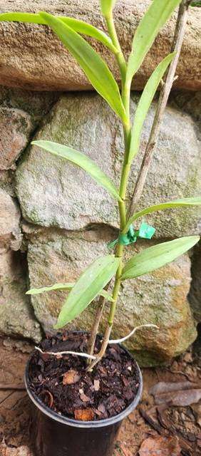 Orange reed-stem orchid (Epidendrum)