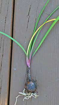 INSTANT PINK MAGIC: RAIN LILY SEEDS!