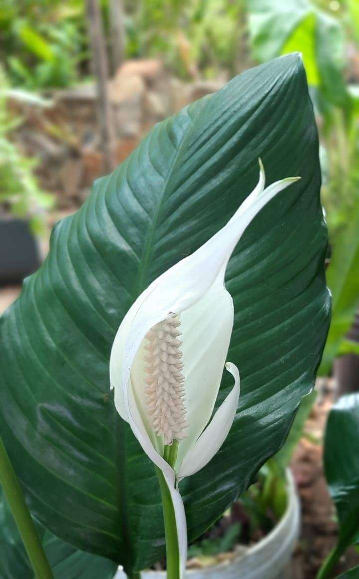 Spathyphillum 'Sebastian' / Sweet Sebastiano 19cm Pot Size