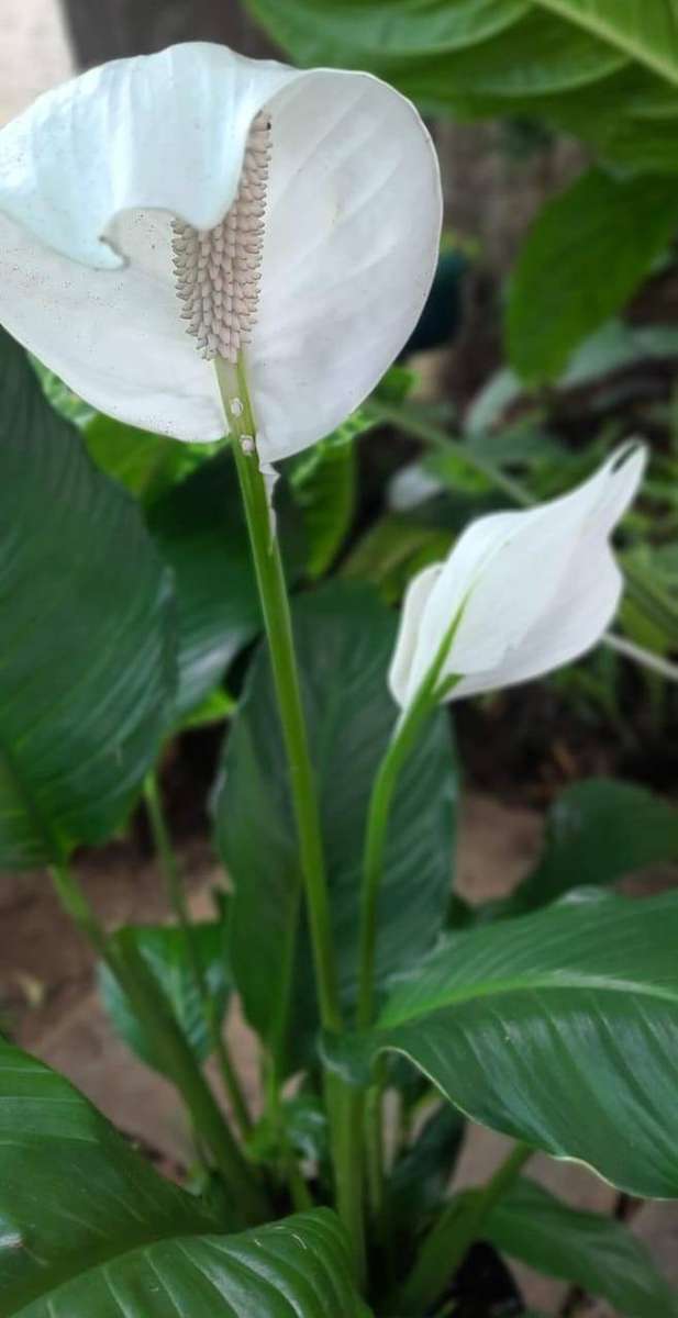 Spathyphillum 'Sebastian' / Sweet Sebastiano 19cm Pot Size