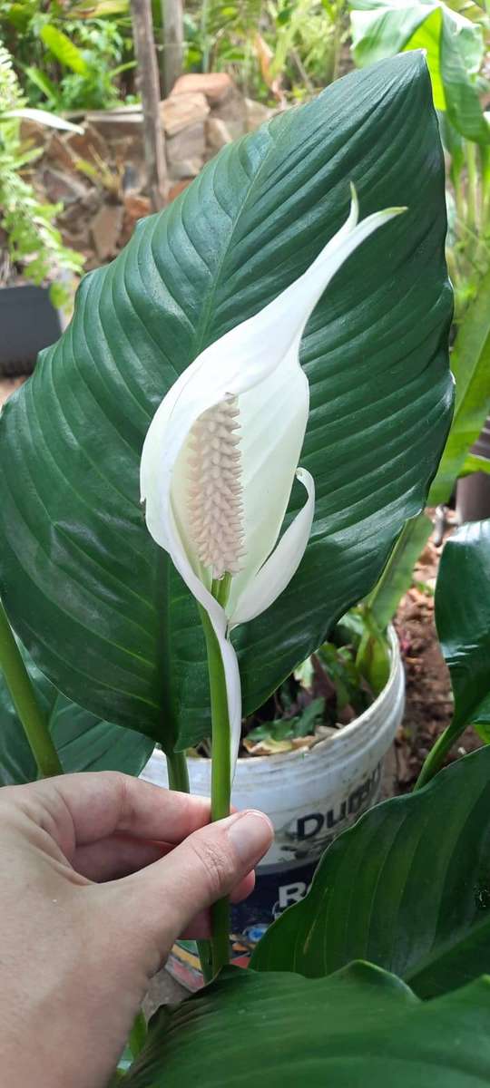 Spathyphillum 'Sebastian' / Sweet Sebastiano 19cm Pot Size