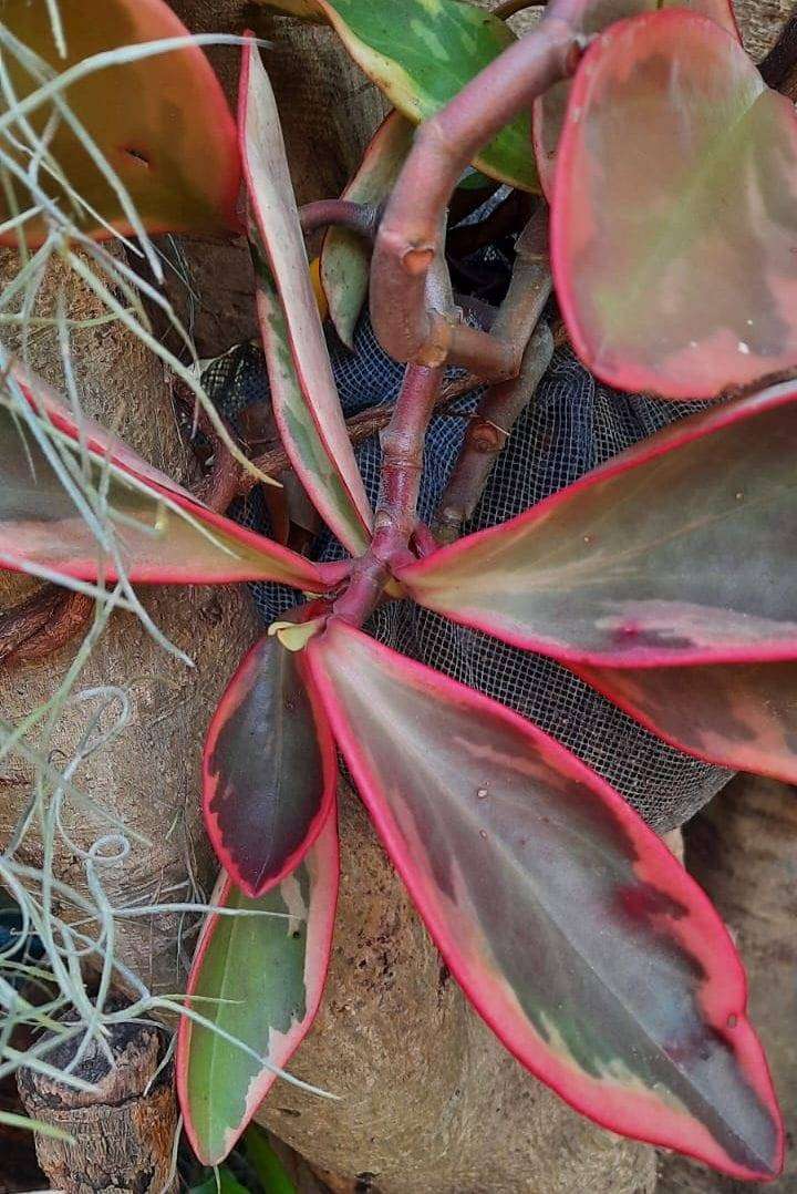 Peperomia 'Tricolor'