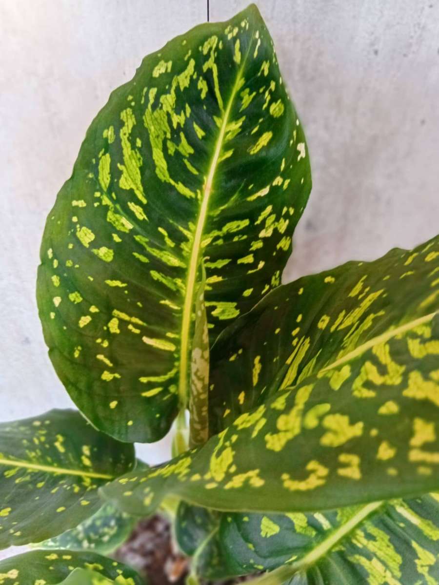 DIEFFENBACHIA REFLECTOR DUMB CANE