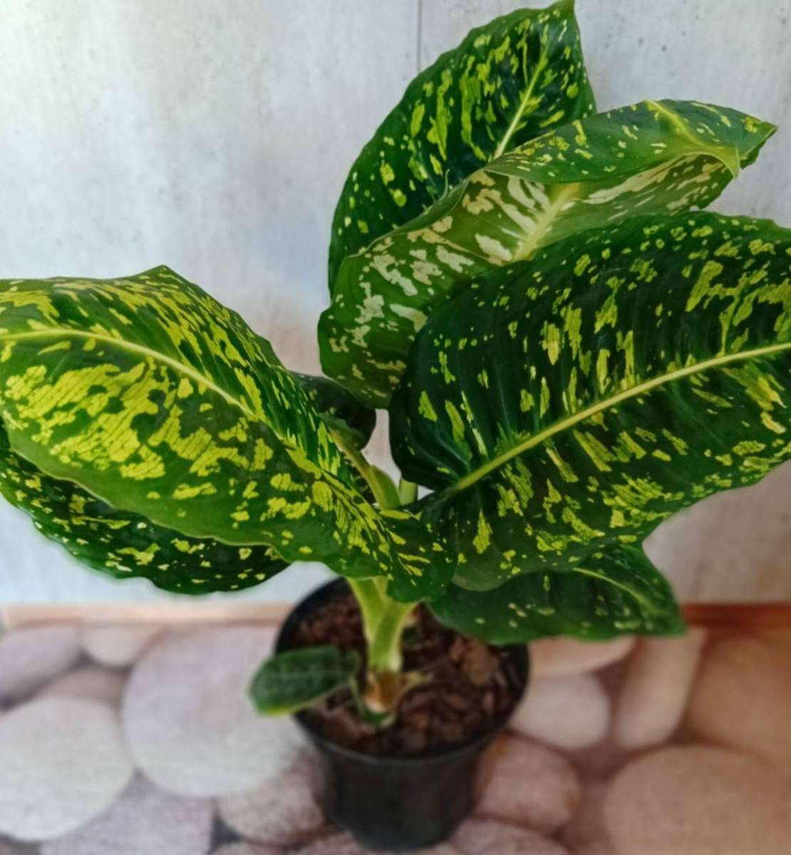 DIEFFENBACHIA REFLECTOR DUMB CANE