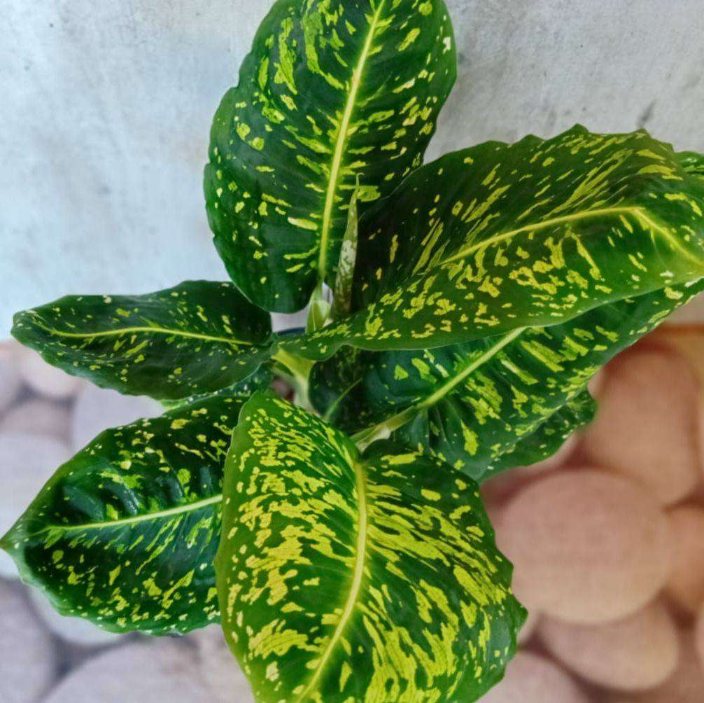 DIEFFENBACHIA REFLECTOR DUMB CANE