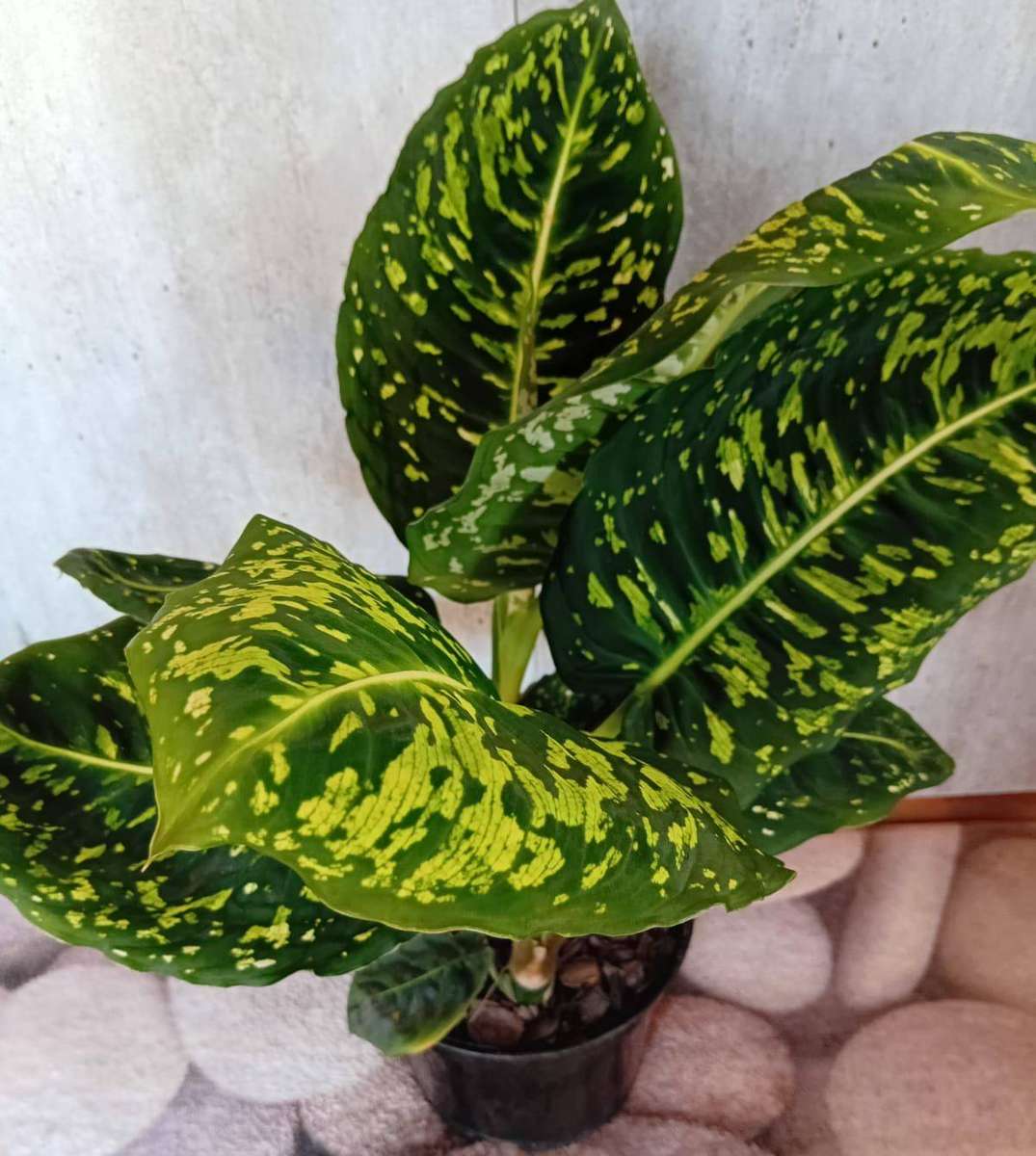 DIEFFENBACHIA REFLECTOR DUMB CANE