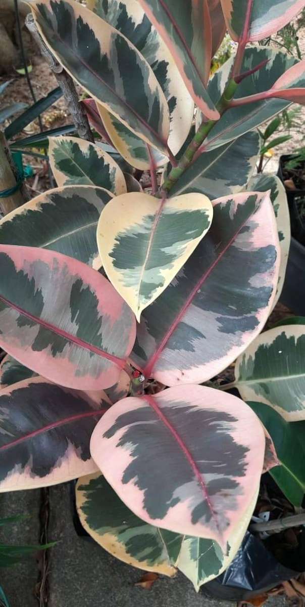 Ficus Belize Red Ruby