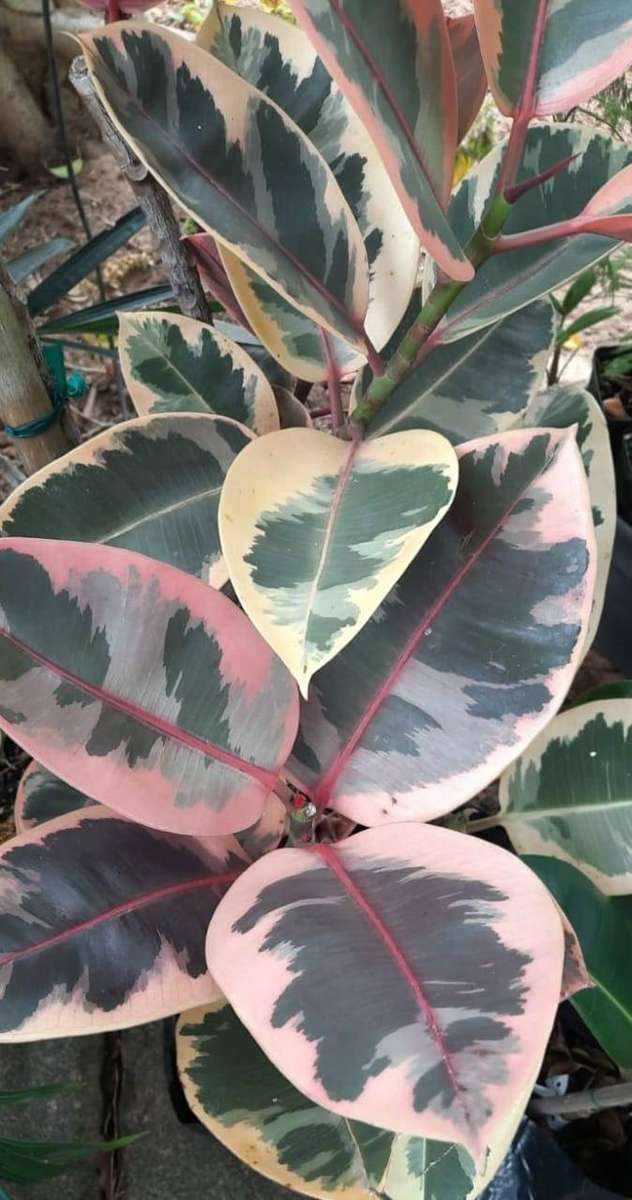 Ficus Belize Red Ruby