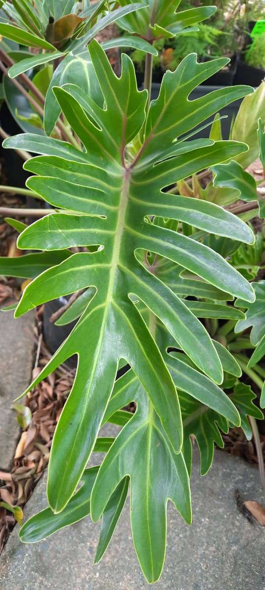 Lacy Tree Philodendron Small -Limited Stock!