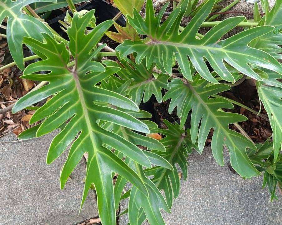 Lacy Tree Philodendron Small -Limited Stock!