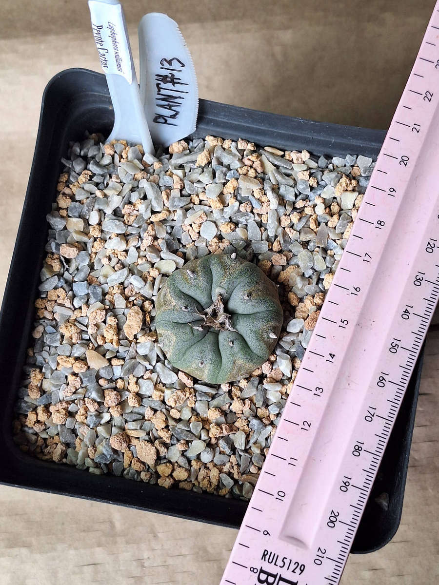 Lophophora williamsii Cactus Plant #13