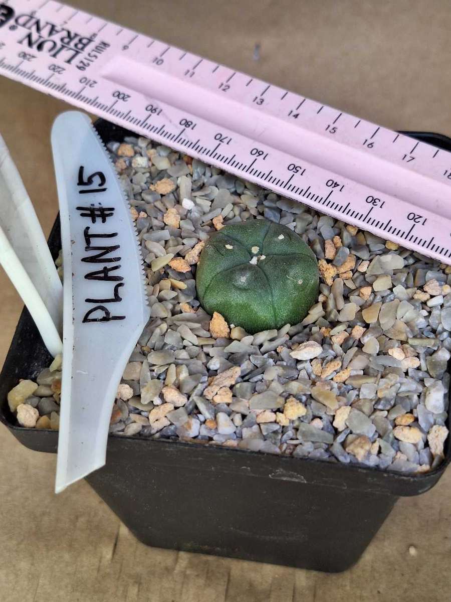 Cacti Lophophora williamsii #15 (Peyote Cactus)