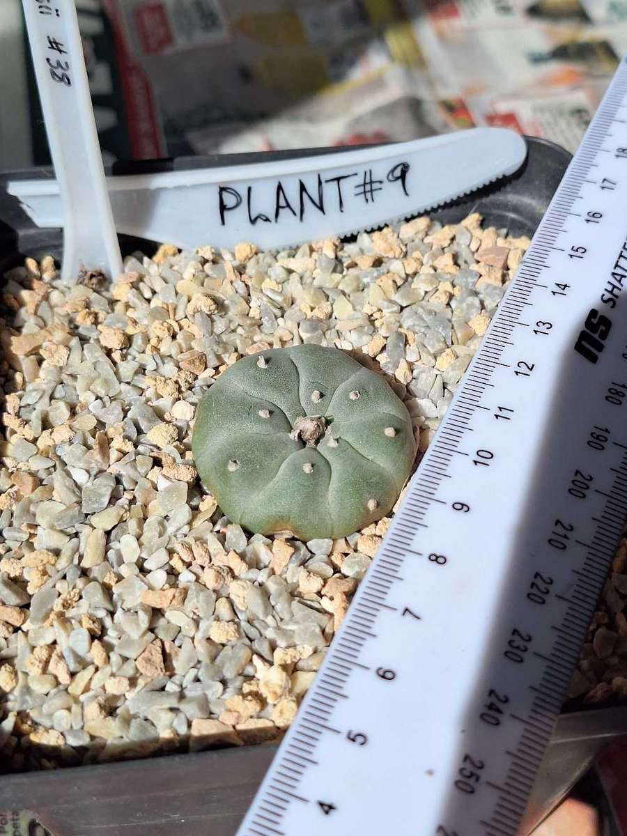 Cacti Lophophora williamsii Plant # 9 (Peyote Cactus)