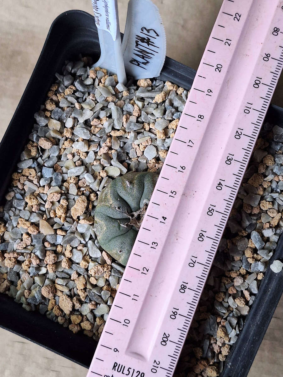 Lophophora williamsii Cactus Plant #13