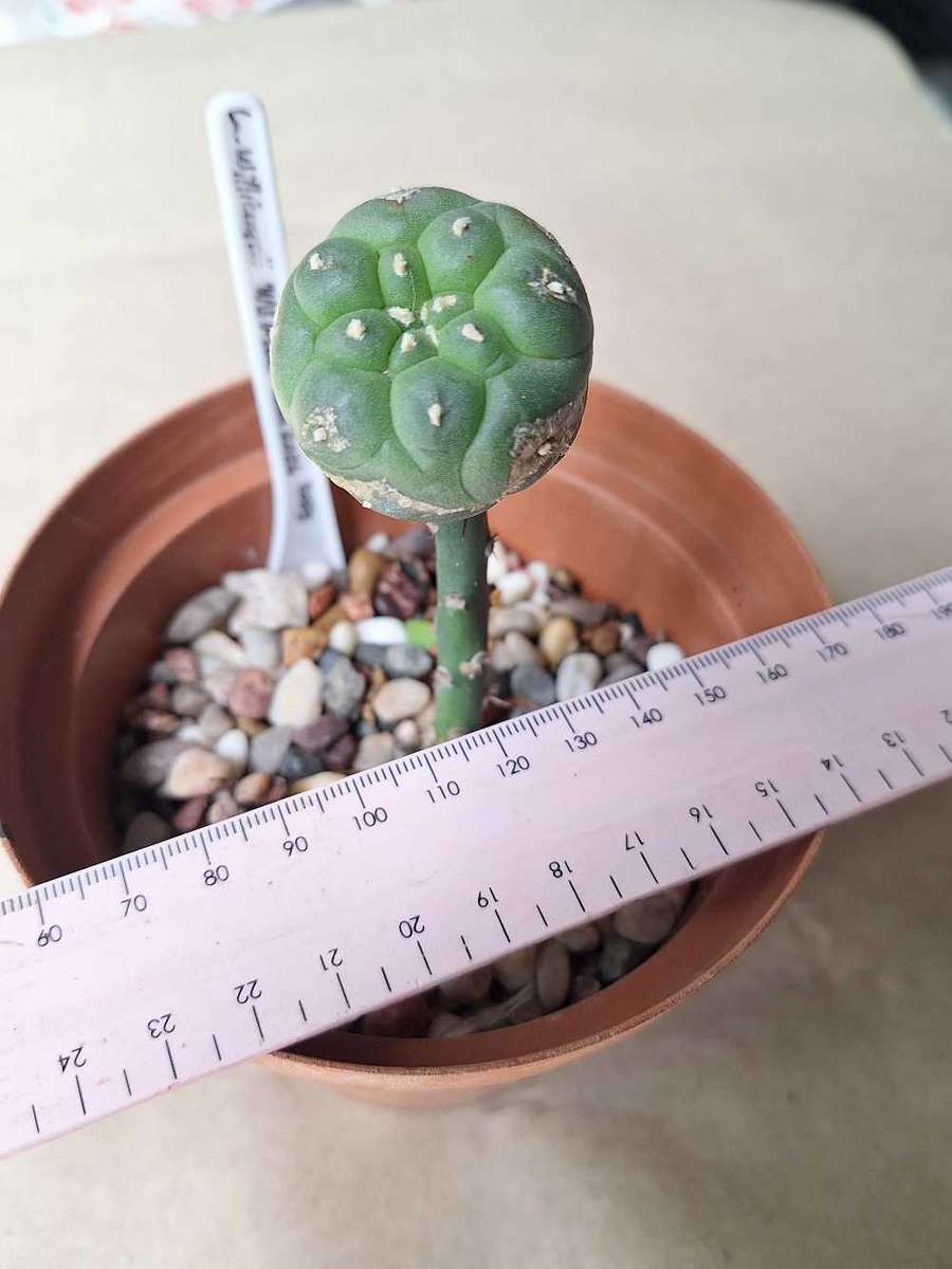 Cacti Lophophora williamsii (Peyote Cactus) GRAFT to Pereskiopsis