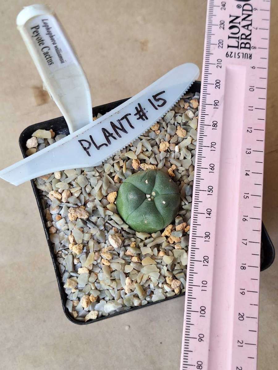 Cacti Lophophora williamsii #15 (Peyote Cactus)
