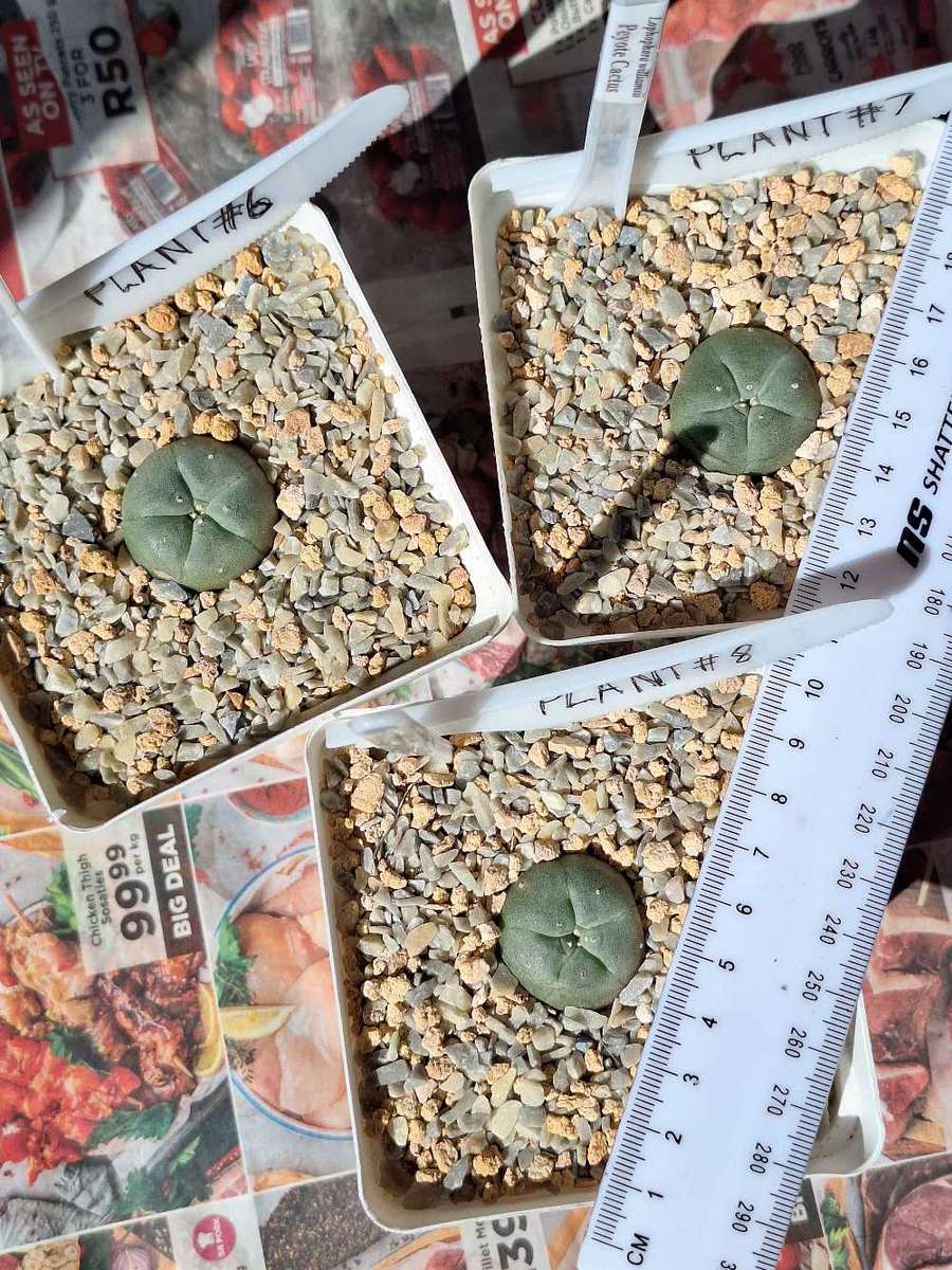 Cacti Lophophora williamsii Plant #6 + #7 + #8  (Peyote Cactus)
