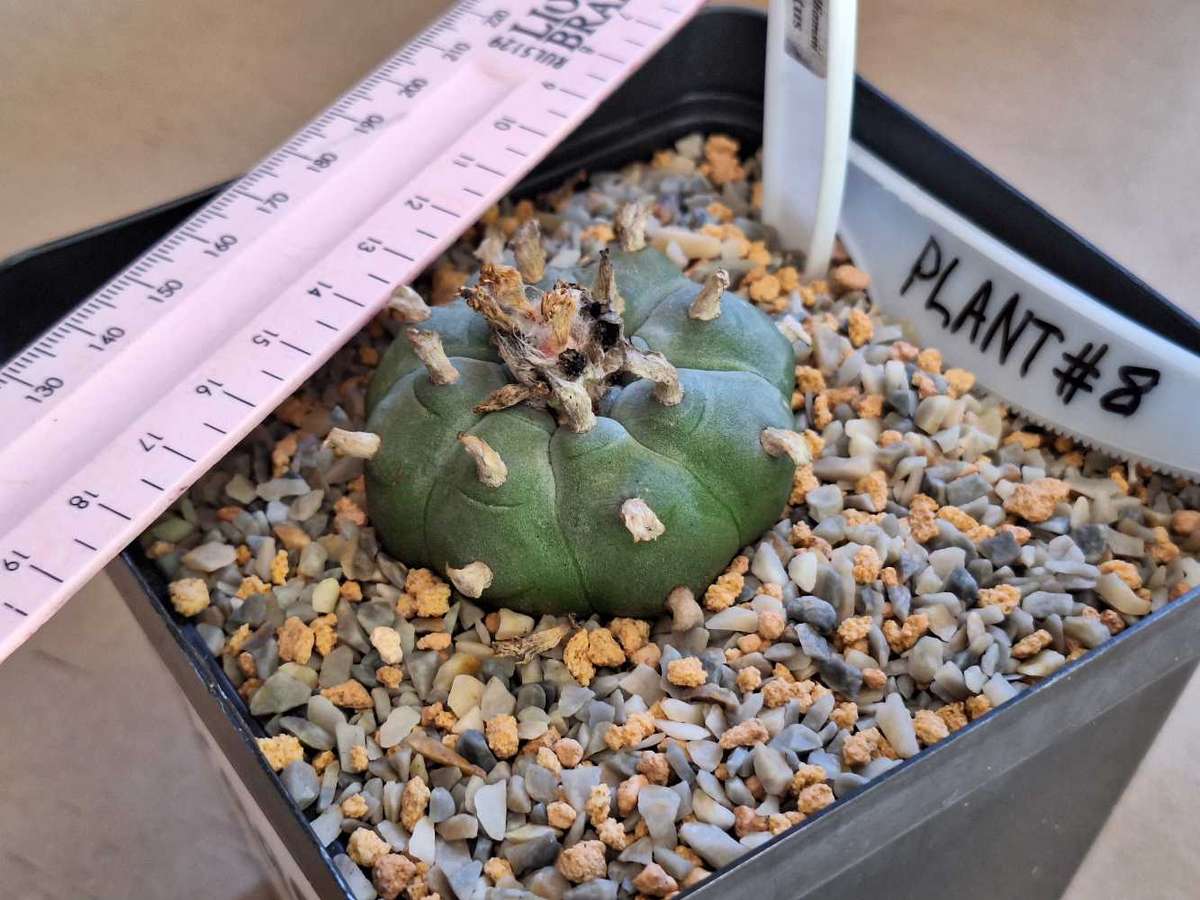 Cacti Lophophora williamsii Plant #8  (Peyote Cactus)