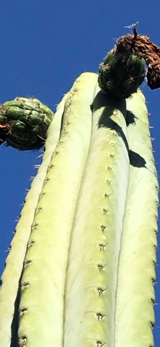 Trico cactus seed COMBO150 SEEDS