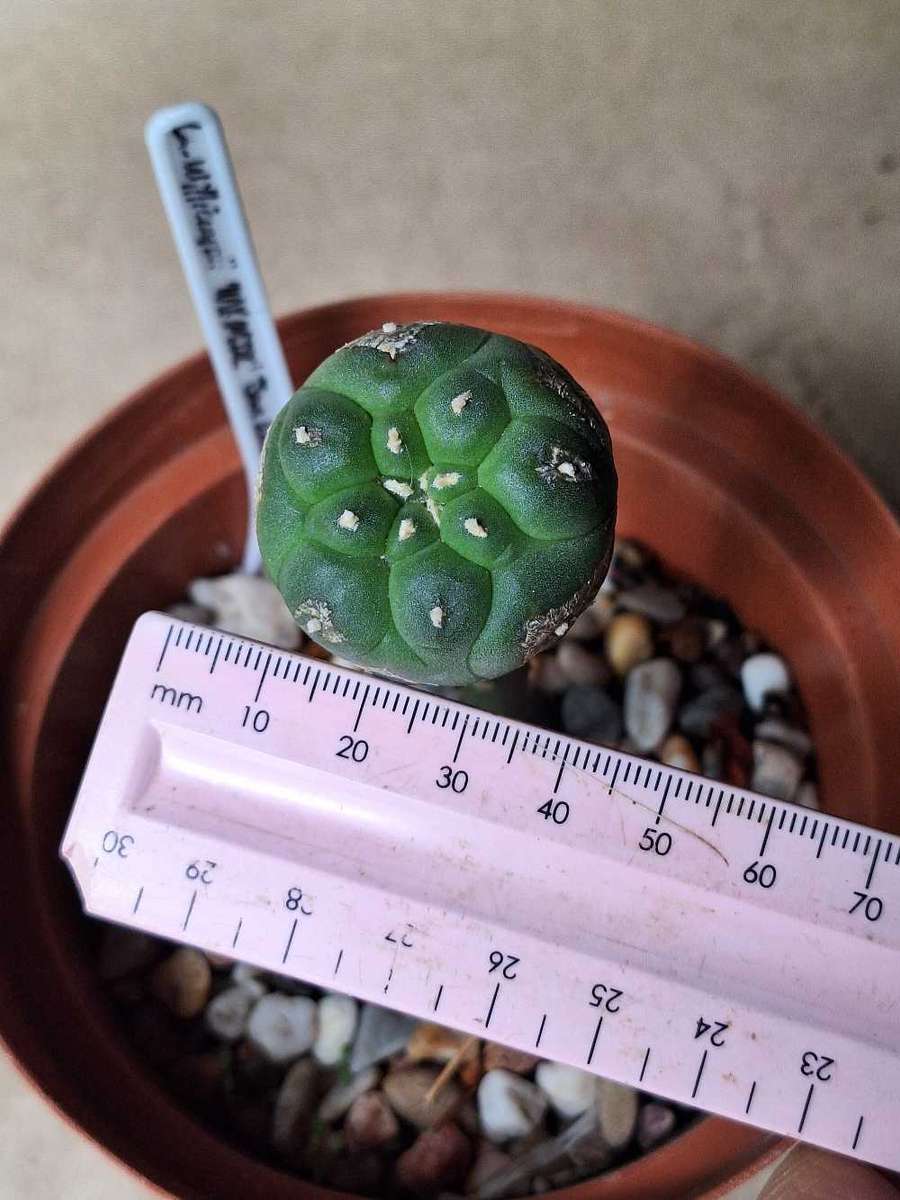 Cacti Lophophora williamsii (Peyote Cactus) GRAFT to Pereskiopsis