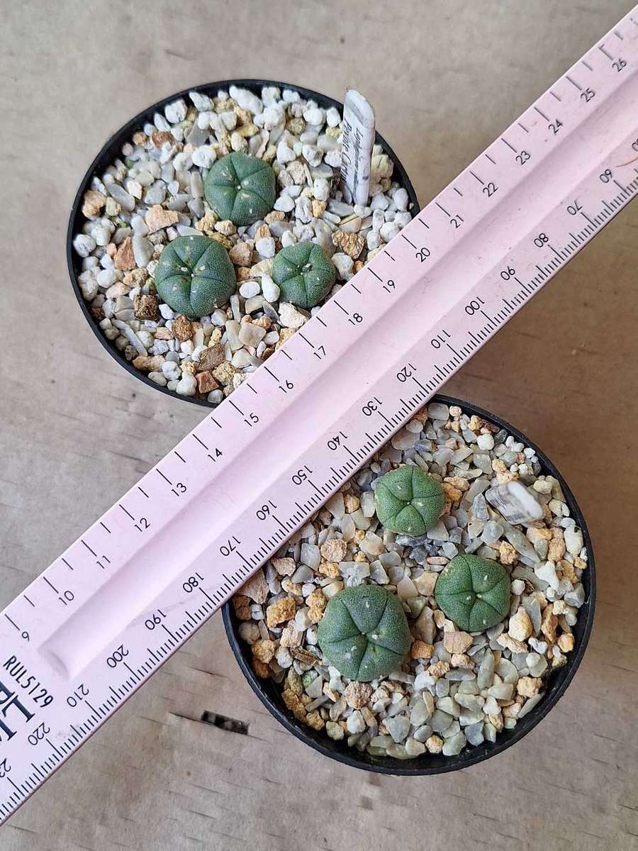 Cacti Lophophora williamsii COMBO#20 (6xPeyote Cactus