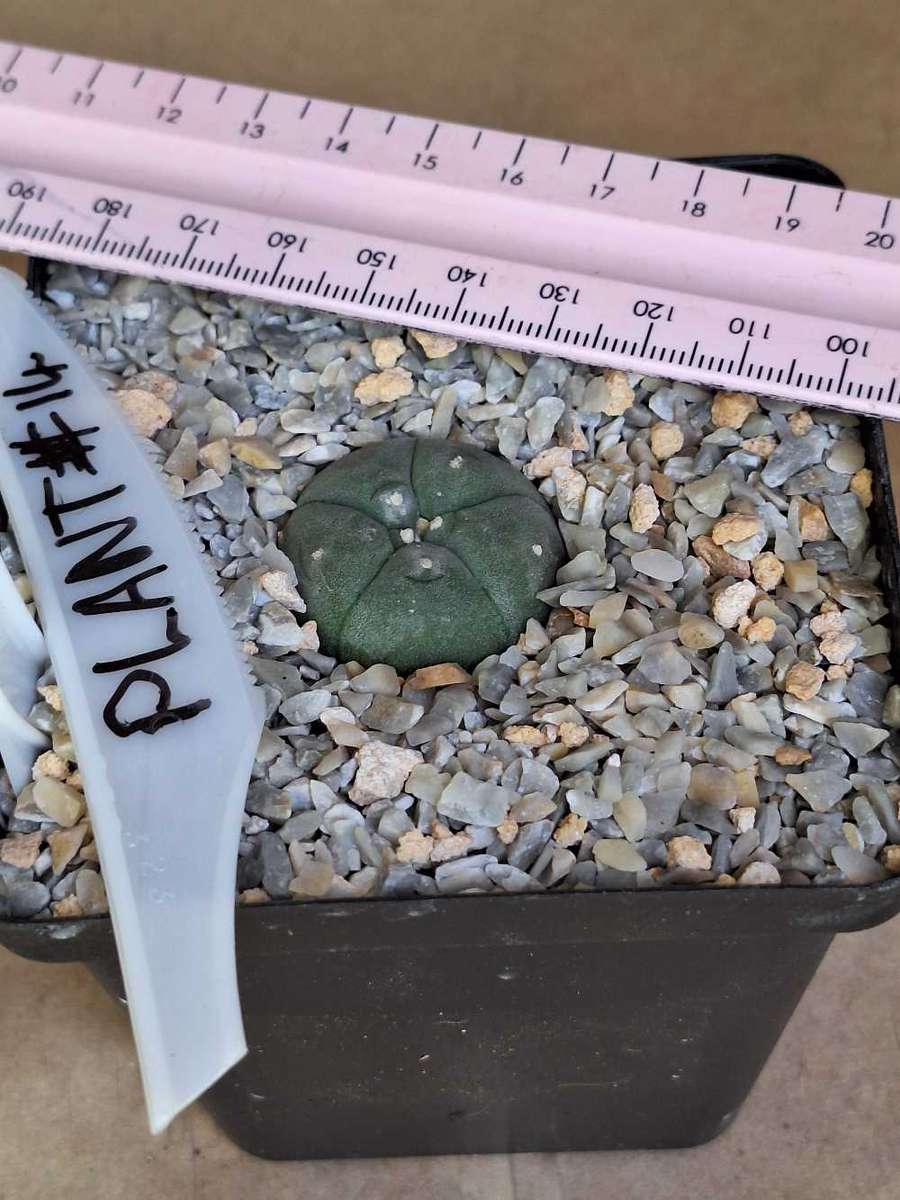 Cacti Lophophora williamsii #14 (Peyote Cactus)