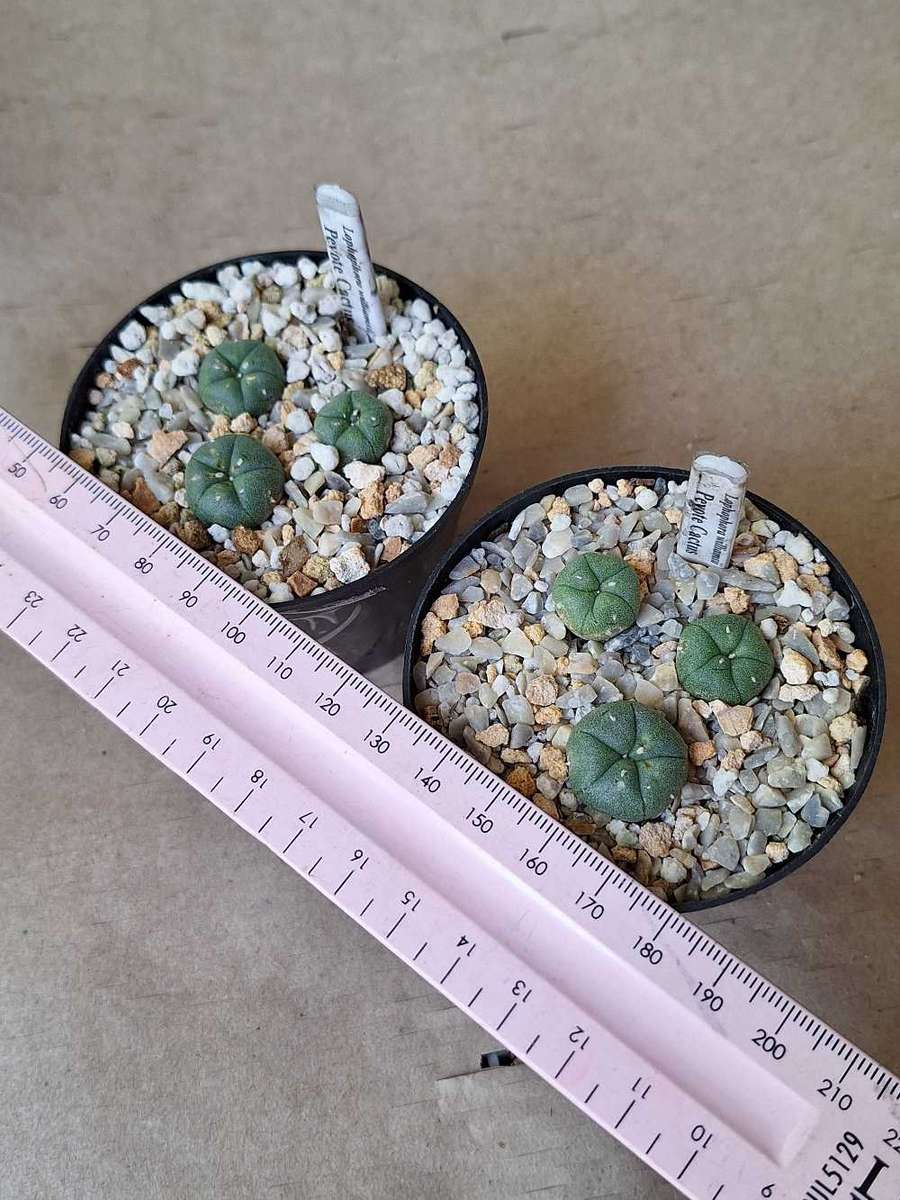 Cacti Lophophora williamsii COMBO#20 (6xPeyote Cactus