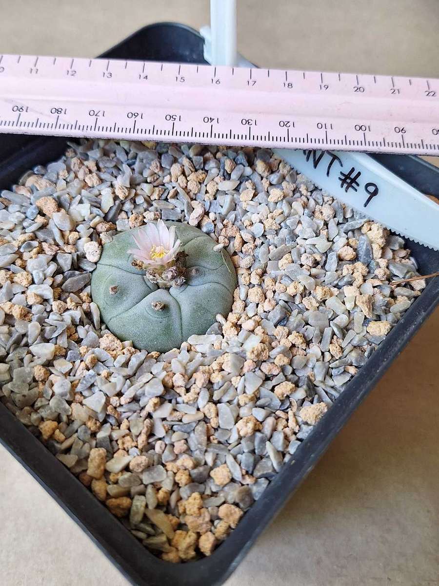 Cacti Lophophora williamsii Plant #9  (Peyote Cactus)