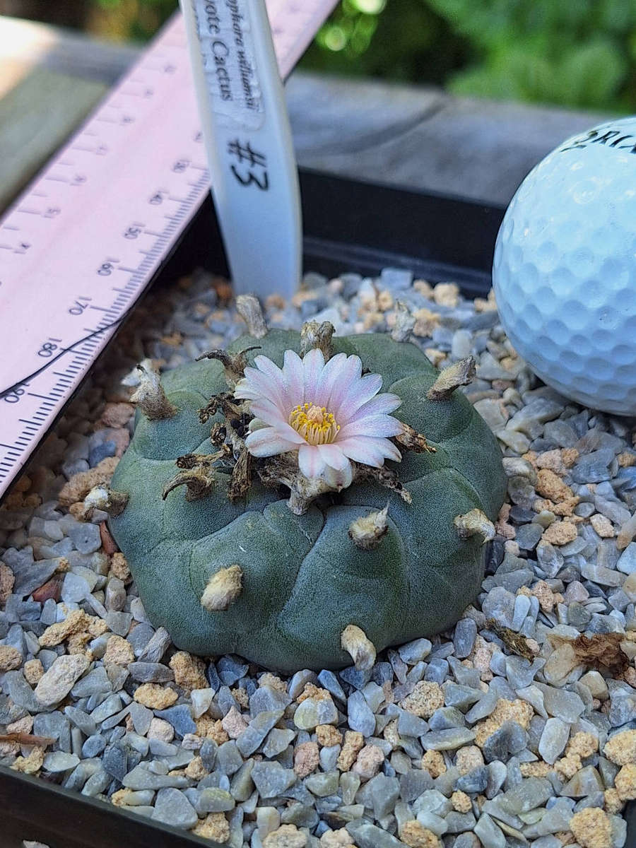 Lophophora williamsii 6-pack Cactus Plant COMBO
