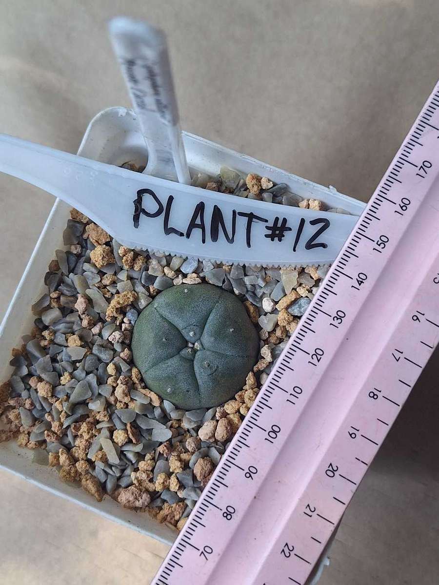 Cacti Lophophora williamsii Plant #12  (Peyote Cactus)