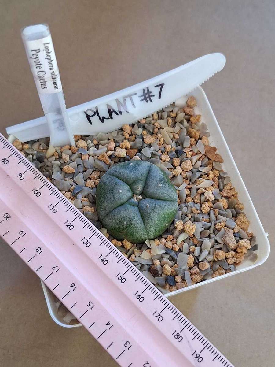 Cacti Lophophora williamsii Plant #7 (Peyote Cactus)