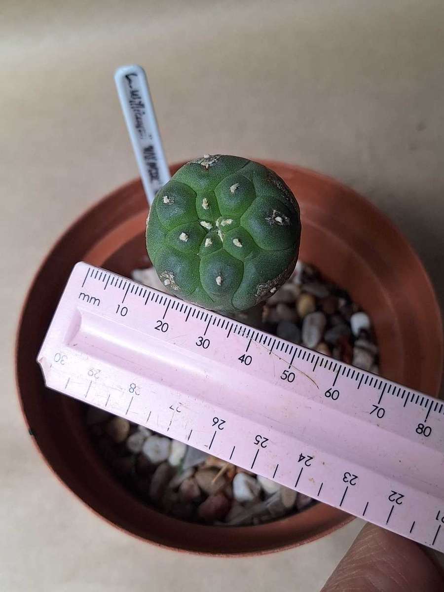 Cacti Lophophora williamsii (Peyote Cactus) GRAFT to Pereskiopsis