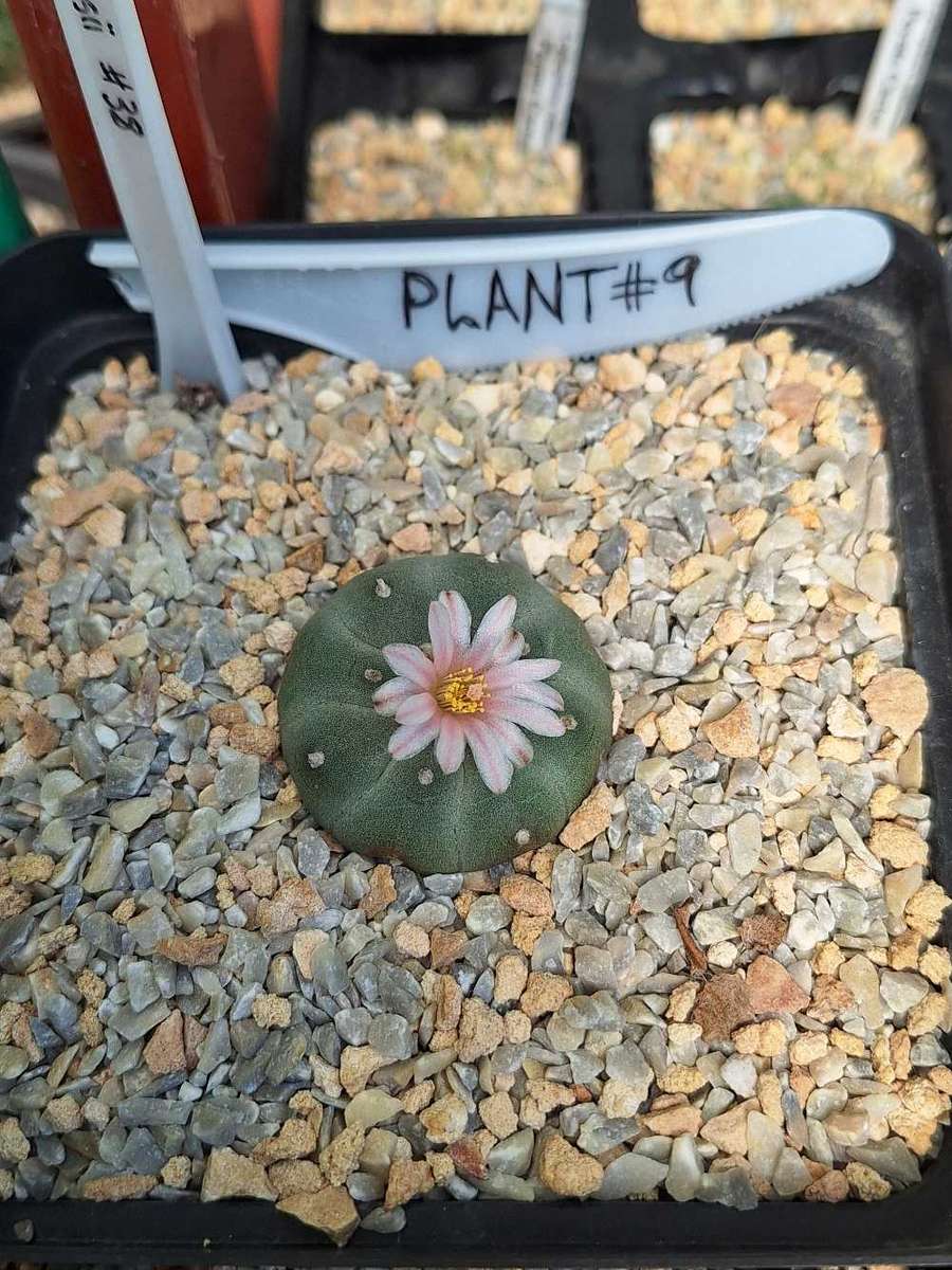 Cacti Lophophora williamsii Plant # 9 (Peyote Cactus)