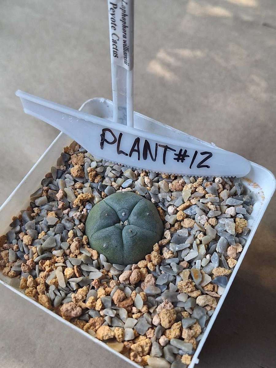 Cacti Lophophora williamsii Plant #12  (Peyote Cactus)