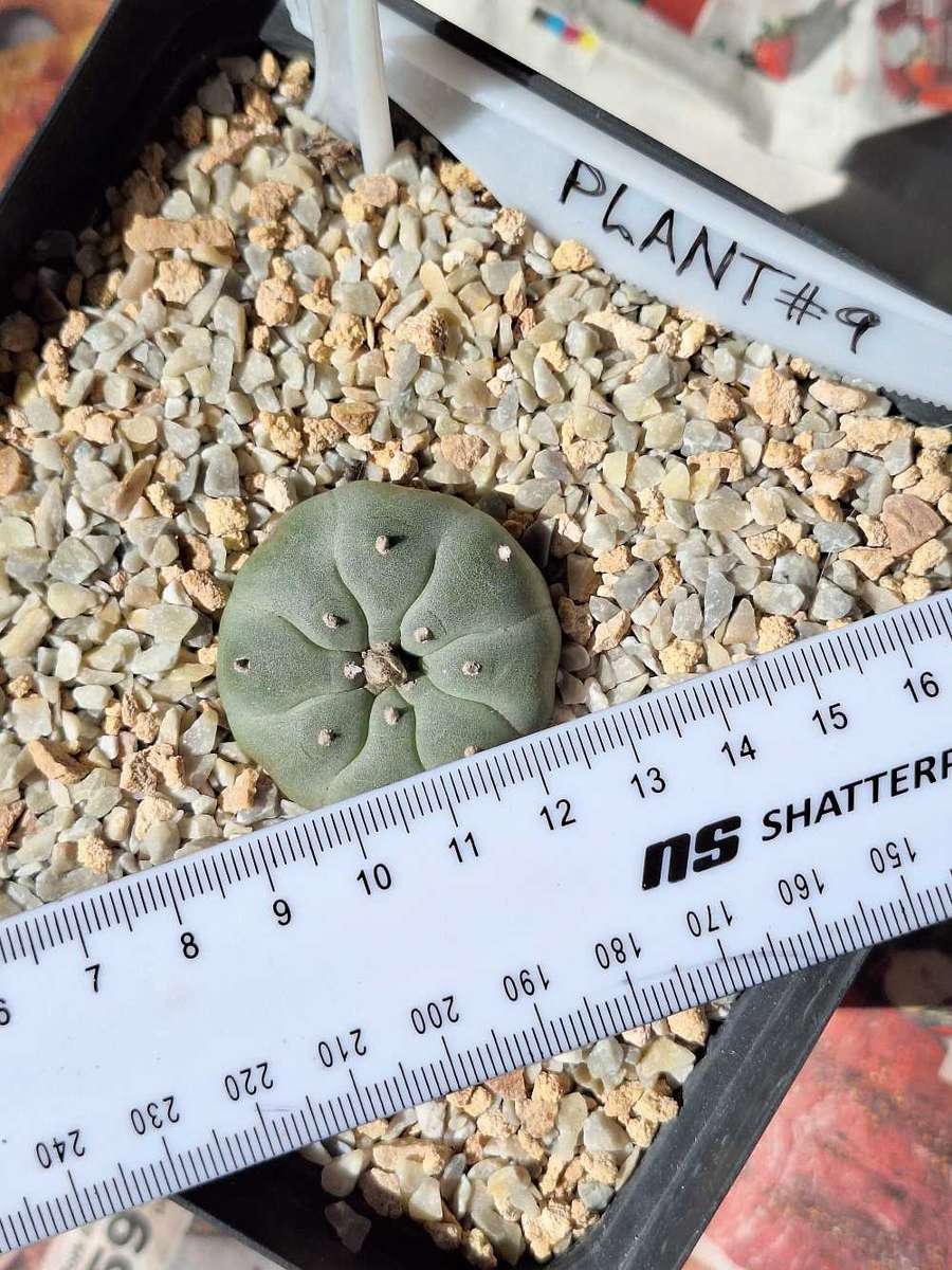 Cacti Lophophora williamsii Plant # 9 (Peyote Cactus)