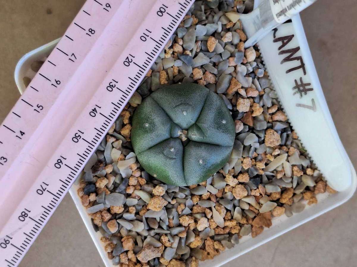 Cacti Lophophora williamsii Plant #7 (Peyote Cactus)