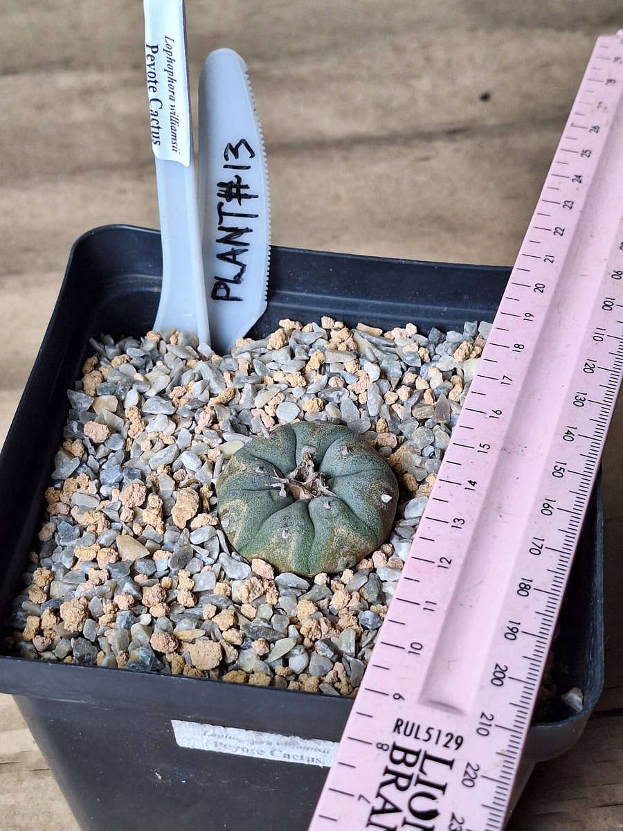 Lophophora williamsii Cactus Plant #13
