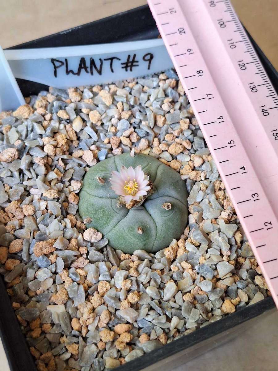 Cacti Lophophora williamsii Plant #9  (Peyote Cactus)
