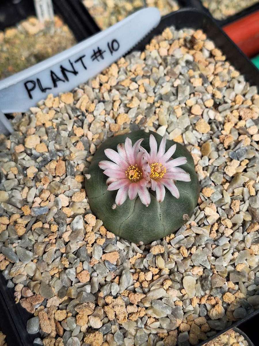 Cacti Lophophora williamsii Plant # 10 (Peyote Cactus)