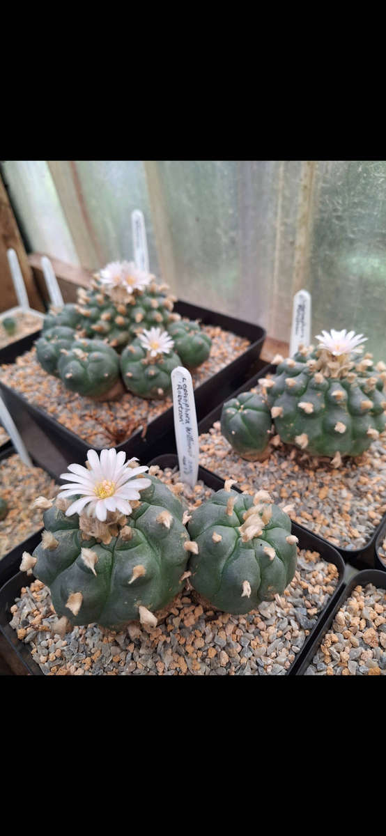 Lophophora williamsii cactus seed x100