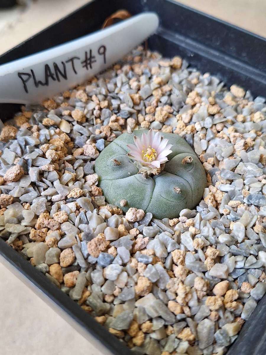 Cacti Lophophora williamsii Plant #9  (Peyote Cactus)