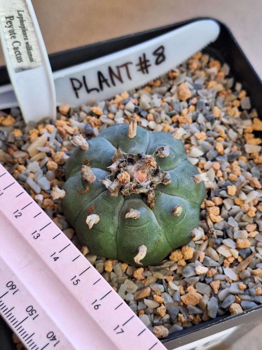 Cacti Lophophora williamsii Plant #8  (Peyote Cactus)