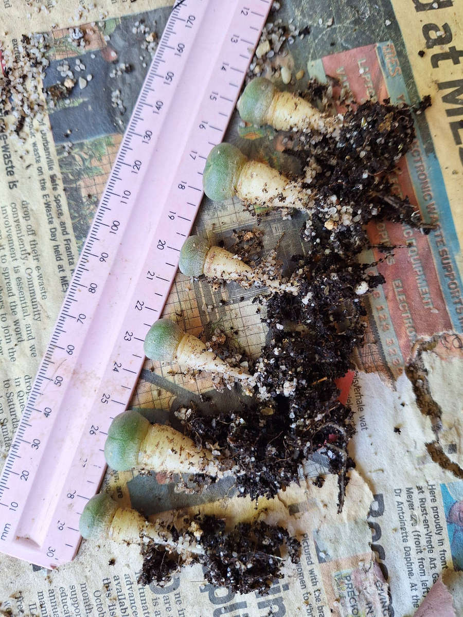 Lophophora williamsii 6-pack Cactus Plant COMBO