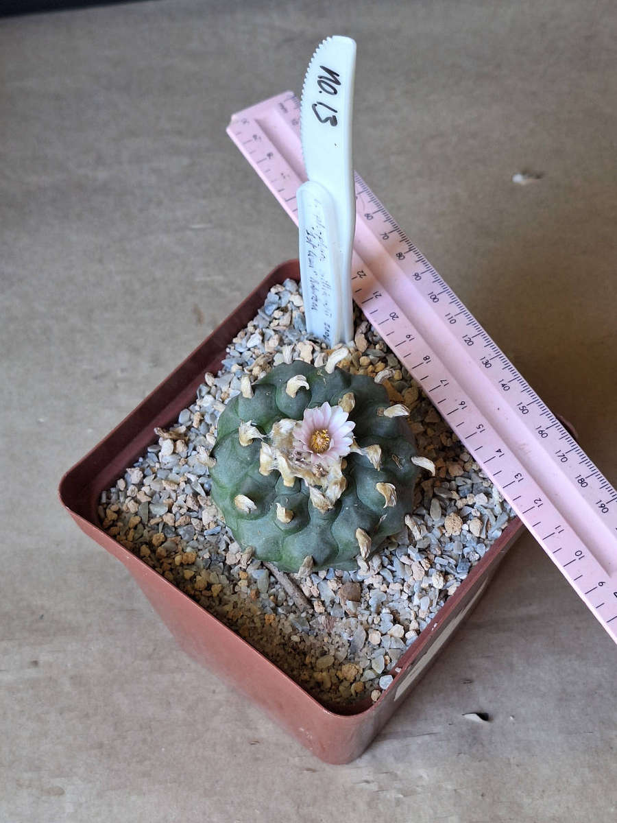 Adult Lophophora williamsii Cactus (Peyote Cactus) no. 13