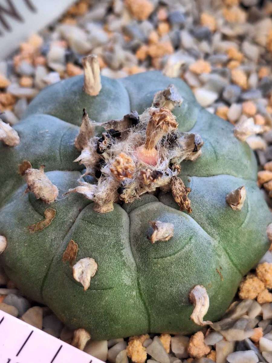 Cacti Lophophora williamsii Plant #8  (Peyote Cactus)