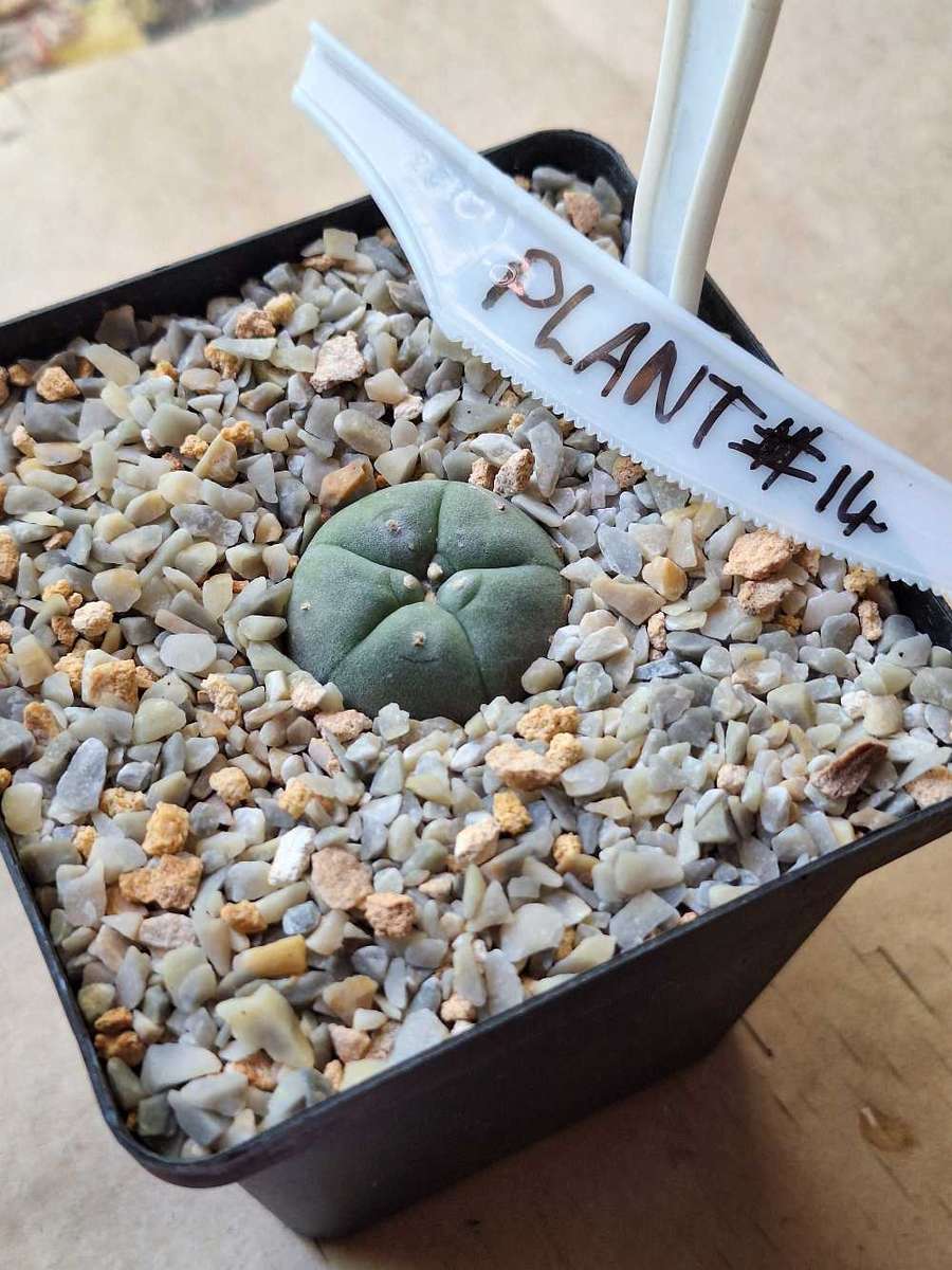 Cacti Lophophora williamsii #14 (Peyote Cactus)